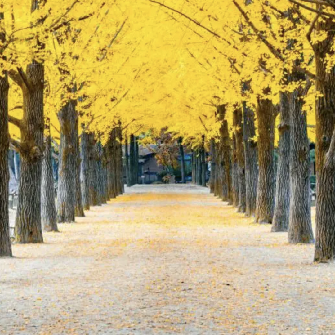 nami island