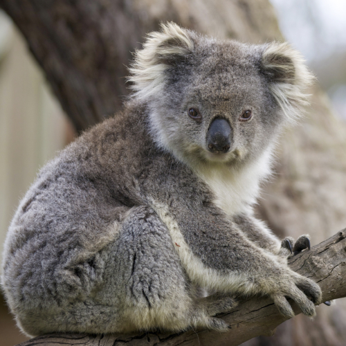 pakej australia