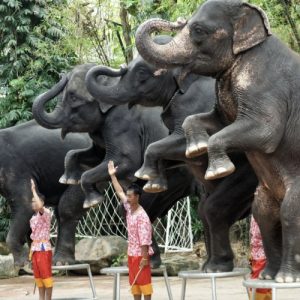 pertunjukan haiwan eksotik thailand