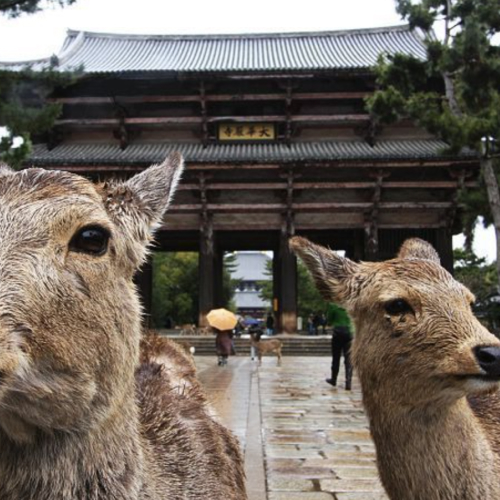 todaiji temple tokyo