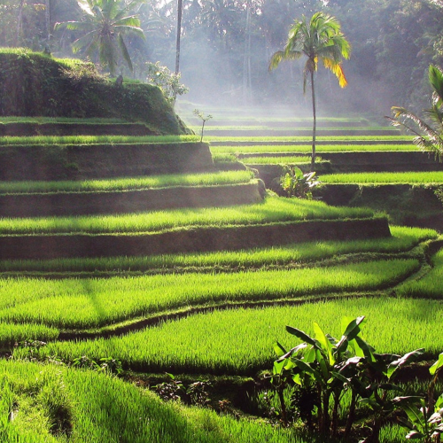 tegallalang paddy terrace