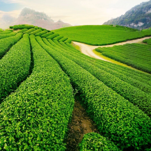 cau dat tea farm, dalat vietnam