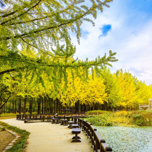 nami island, seoul