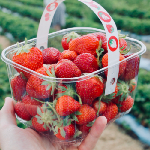 perth fruit picking farm, perth
