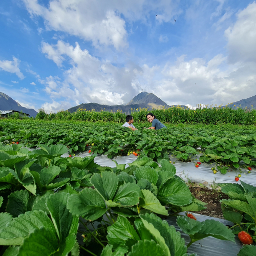 ladang strawberi, lombok