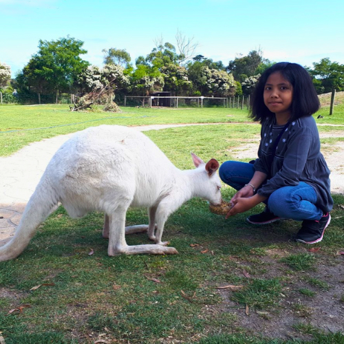 Maru Koala Animal Park & Churchill Island Heritage Farm, melbourne