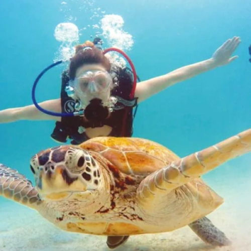 melihat penyu di pulau perhentian, terengganu
