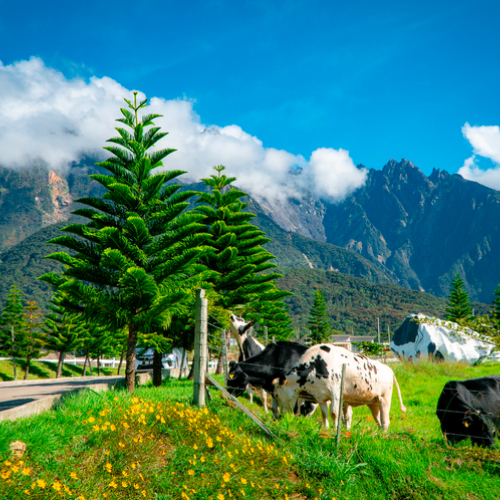 desa dairy farm, kota kinabalu, sabah