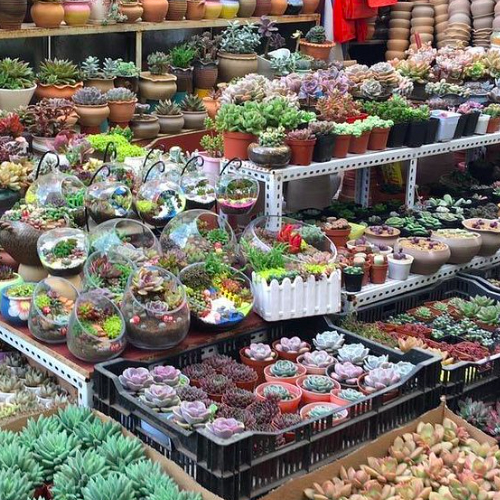 flower & bird market, kunming, china