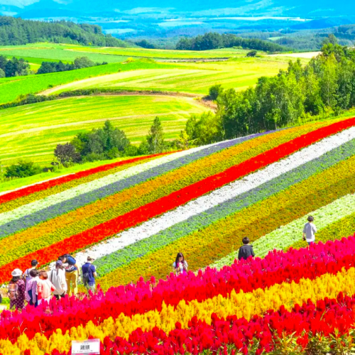 sightseeing di farm tomita, hokkaido, jepun