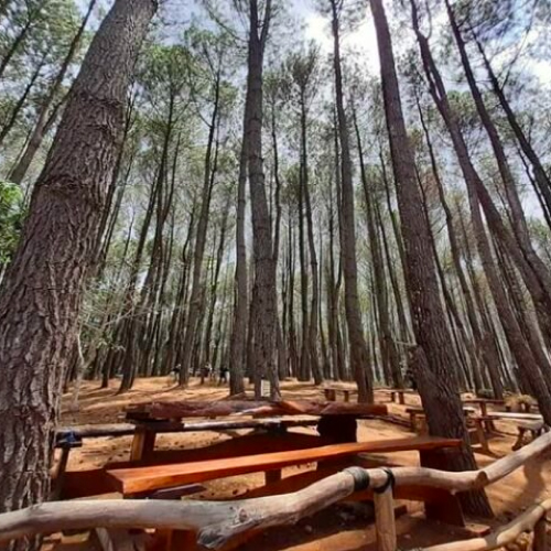 pinus forest di jogjakarta, indonesia