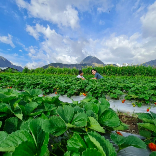 ladang strawberi, lombok