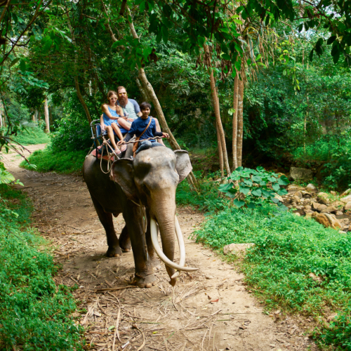 naik gajah di phuket