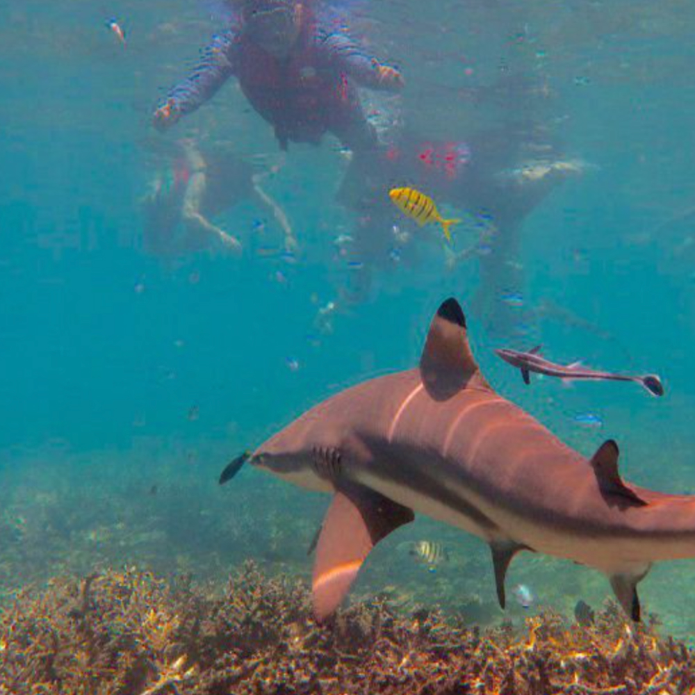 shark point pulau perhentian