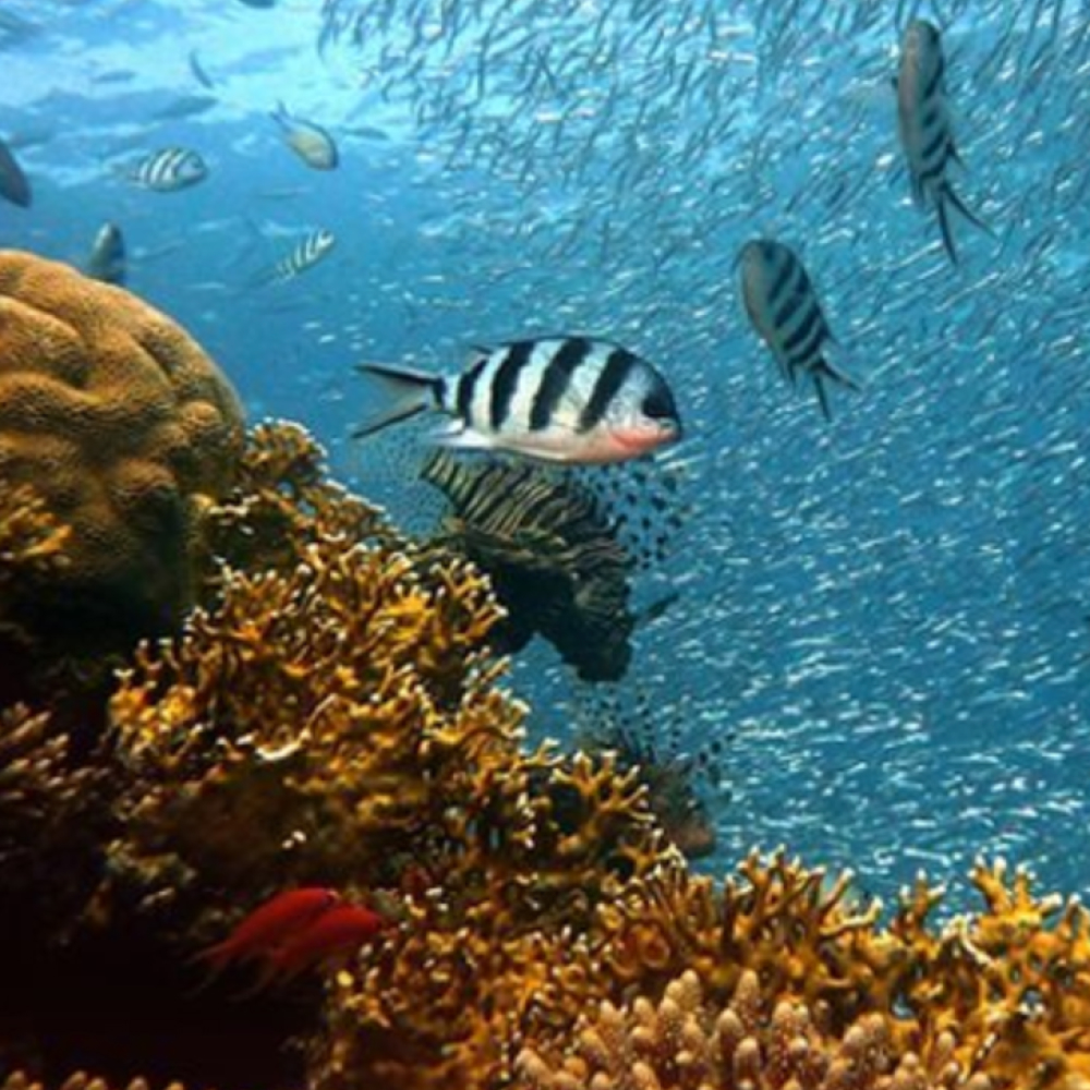 pulau rawa pulau perhentian
