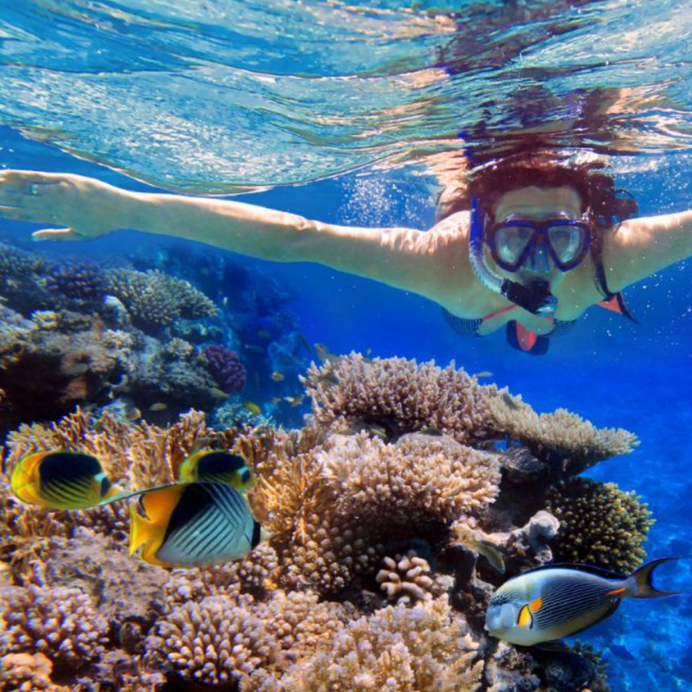 coral garden pulau perhentian