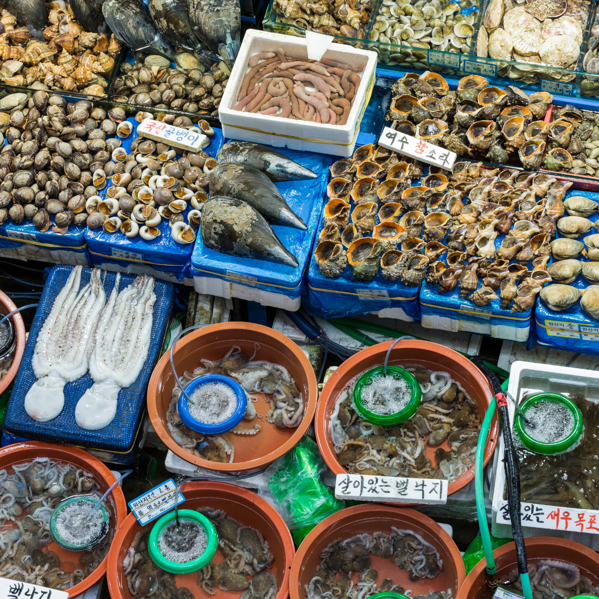 noryangjin fish market korea