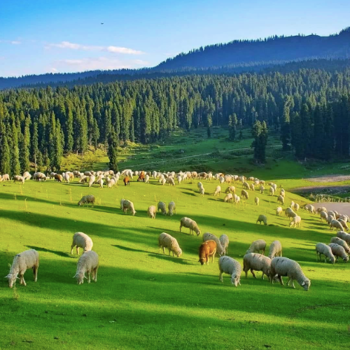 doodpathri, kashmir