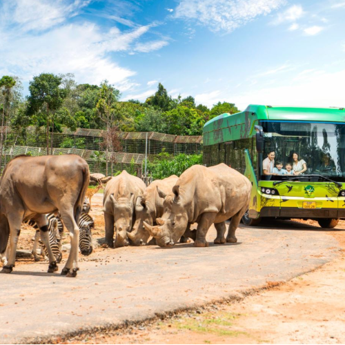 zoo safari