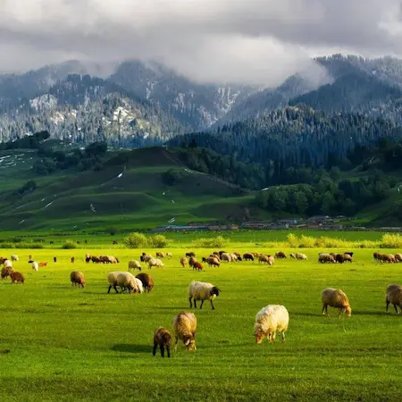 trip xinjiang nalati grassland